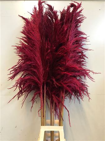 <h4>Cortaderia Red</h4>