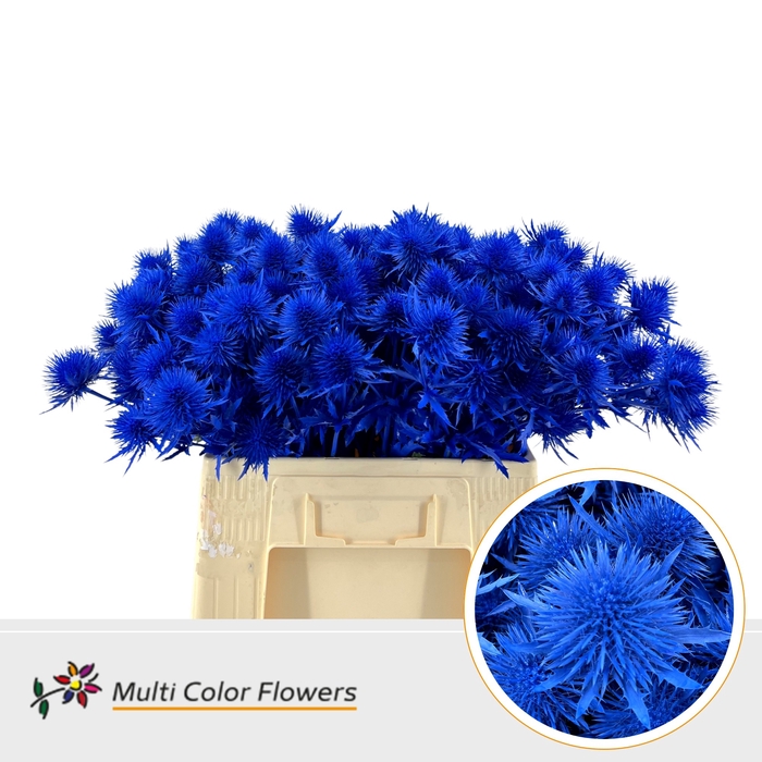 <h4>Eryngium Blauw Donker</h4>