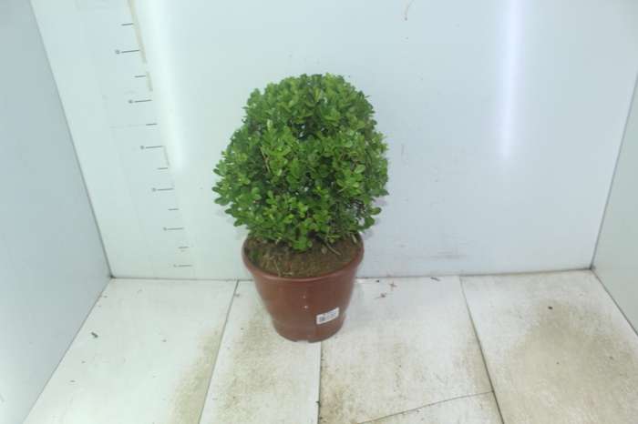 <h4>BUXINHO P24</h4>