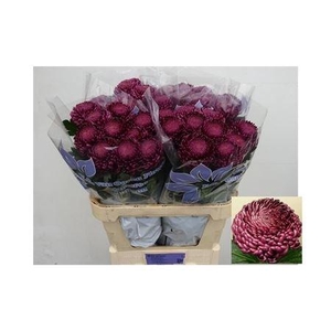 Chr G Bigoudi Purple