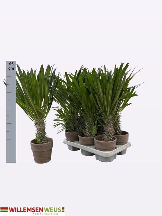 <h4>PACHYPOD LAMEREI</h4>