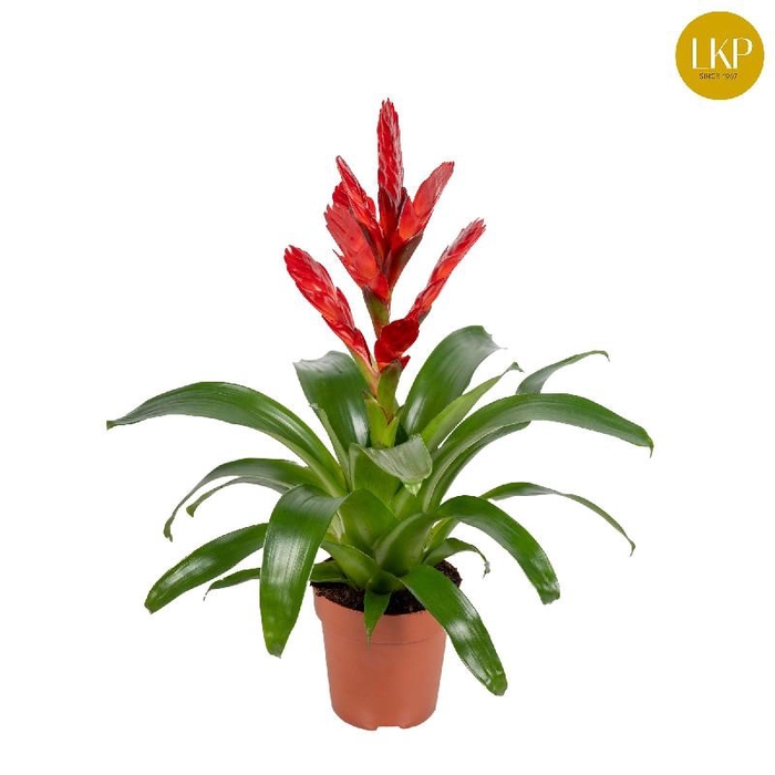 <h4>Vriesea 'Venga' rood</h4>