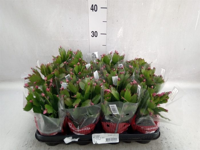 Schlumbergera   ...