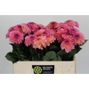 Dahlia Esli