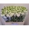 Matth Stox White N L