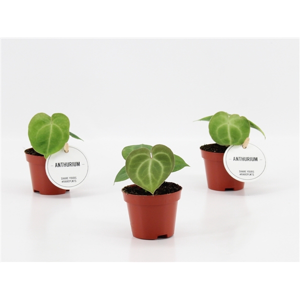 <h4>Anthurium Clarinervium</h4>