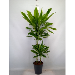 Dracaena frag. 'Golden Coast'