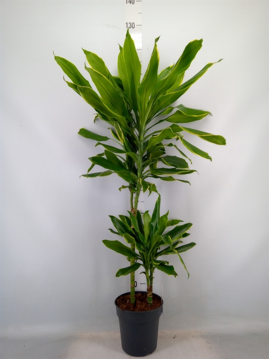 <h4>Dracaena frag. 'Golden Coast'</h4>
