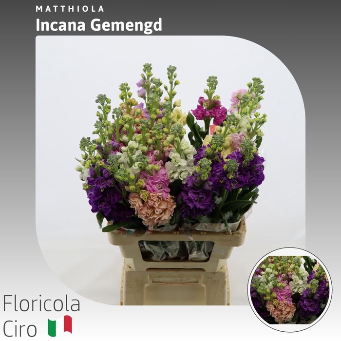 <h4>Matthiola Incana Gemengd</h4>