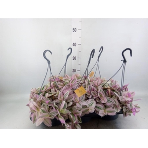 Tradescantia   ...
