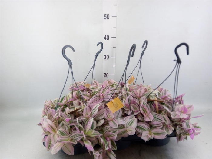 Tradescantia   ...