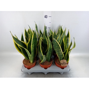 Sansevieria trifa. 'Futura Superba'