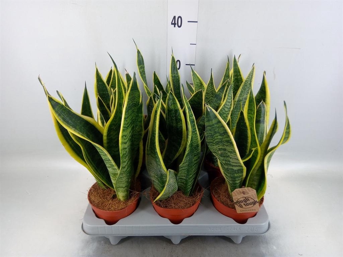 <h4>Sansevieria trifa. 'Futura Superba'</h4>