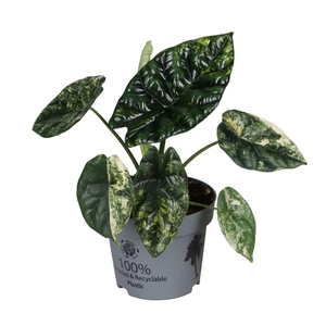 Alocasia Sinuata Aurea Variegata 12 cm