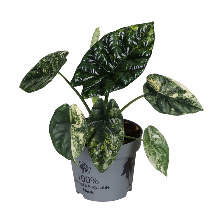 <h4>Alocasia Sinuata Aurea Variegata 12 cm</h4>