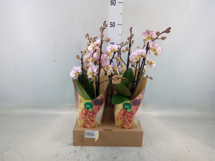 <h4>Phalaenopsis  'Corolla Beach'</h4>