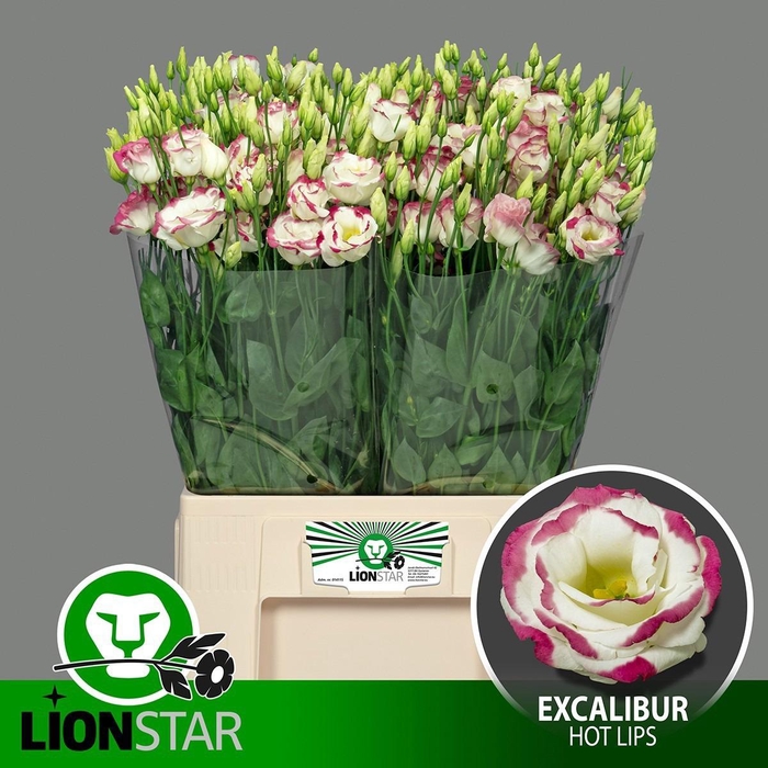 <h4>Eus G Excal Hot Lips</h4>