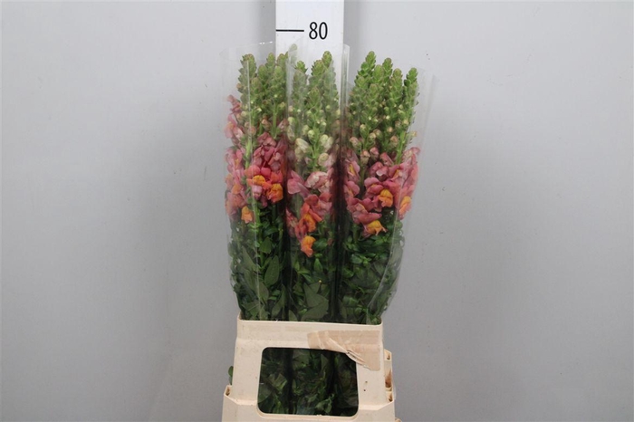 <h4>Antir Poto Orange</h4>