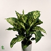 Aglaonema Jamaica Red