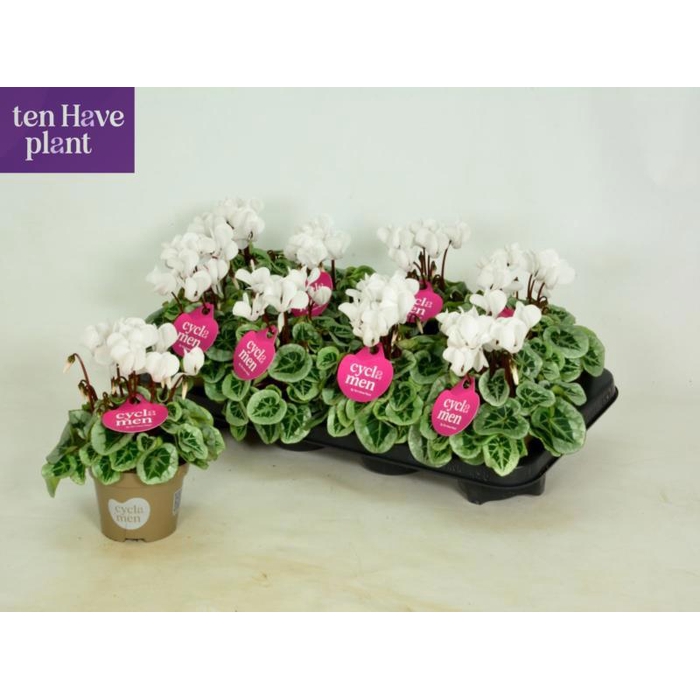 <h4>CYCL KL SUP PICASSO</h4>