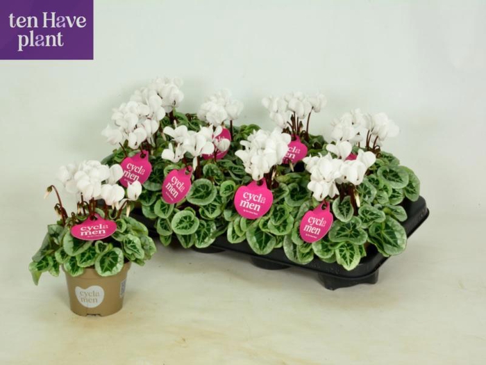 <h4>CYCL KL SUP PICASSO</h4>