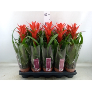 Guzmania  'Ostara'