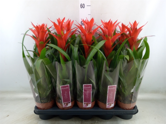 <h4>Guzmania  'Ostara'</h4>