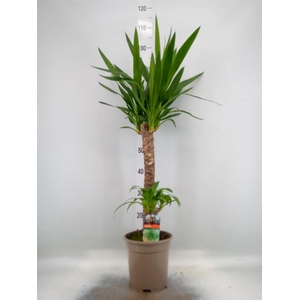 Yucca   ...