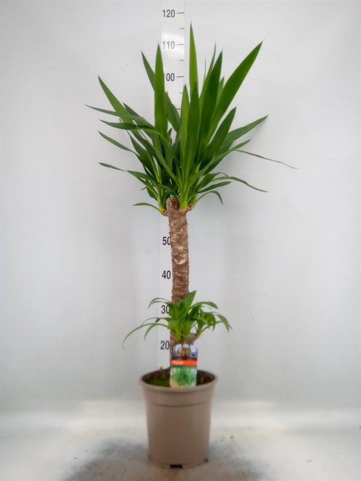 <h4>Yucca   ...</h4>