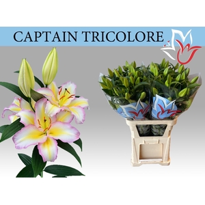 LI OR CAPT TRICOLORE