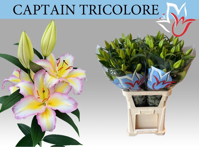 <h4>LI OR CAPT TRICOLORE</h4>