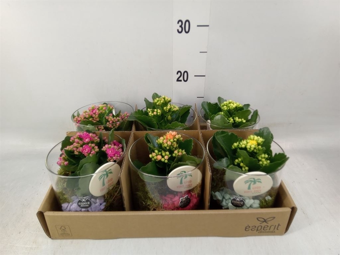 <h4>Arr.   Planten L%</h4>