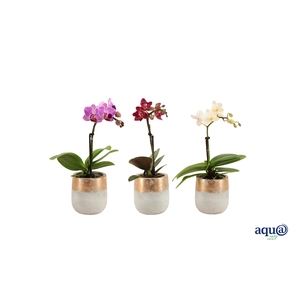 George Tiny Dolls Mix 1T7+ Aqu@