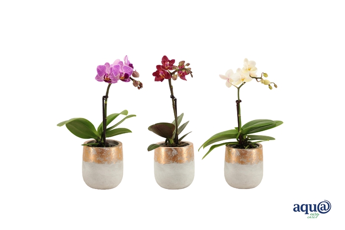 <h4>George Tiny Dolls Mix 1T7+ Aqu@</h4>