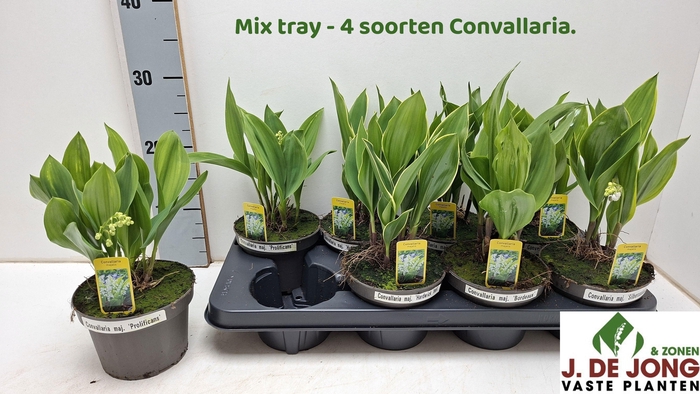 <h4>CONVALL MAJALIS OV</h4>