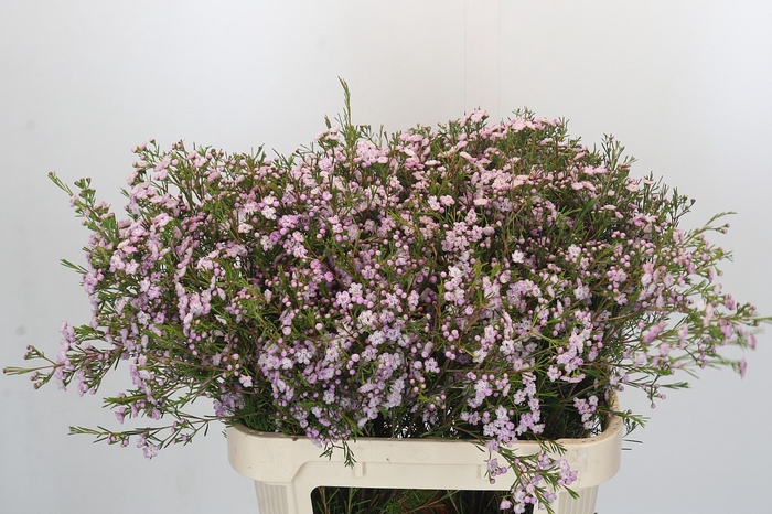 <h4>Chamelaucium Dancing Queen</h4>
