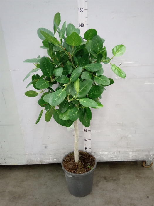 Ficus benghalensis 'Audrey'