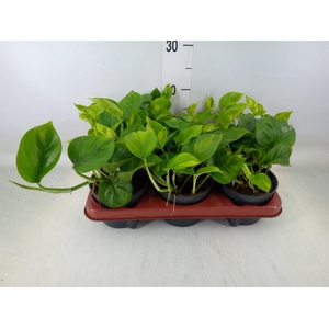 Epipremnum pinn. 'Global Green'