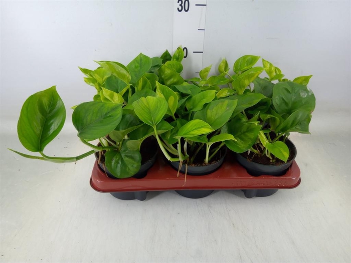 <h4>Epipremnum pinn. 'Global Green'</h4>