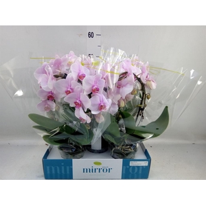 Phalaenopsis   ...rose