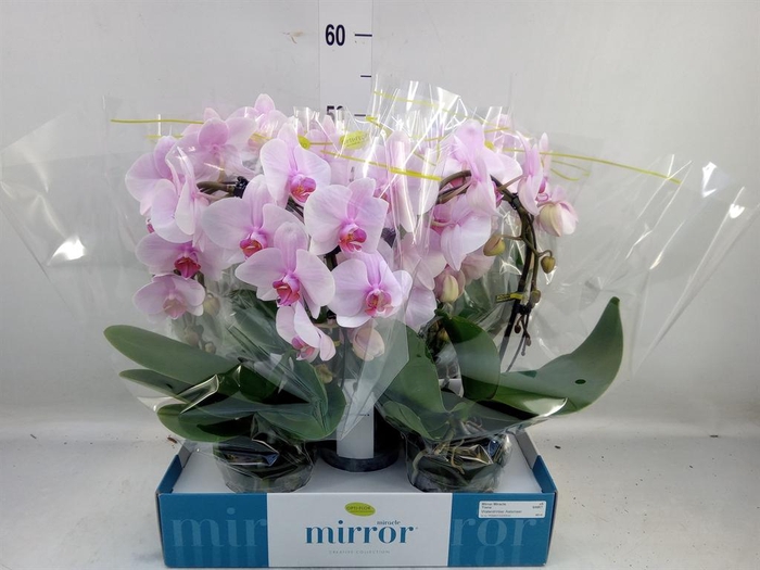 <h4>Phalaenopsis   ...rose</h4>
