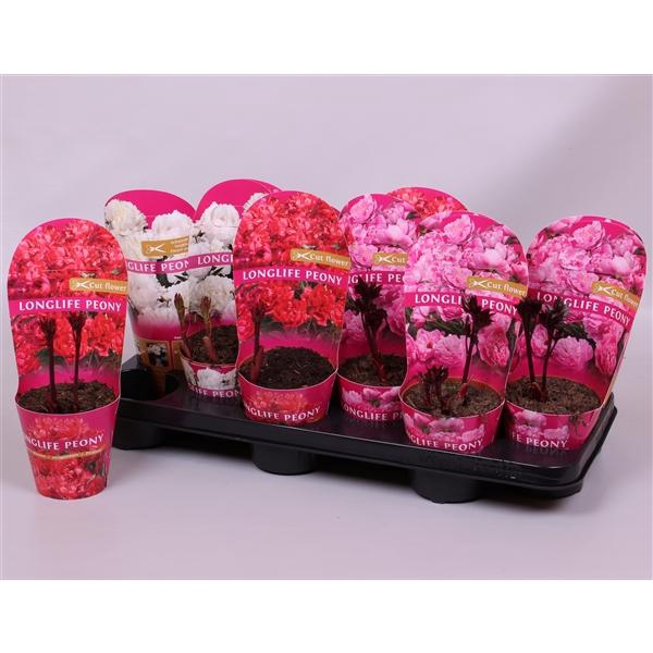 <h4>Paeonia gemengd</h4>