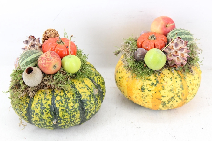 <h4>arr4 Sierfruit PP - Pompoen x6 yellow</h4>