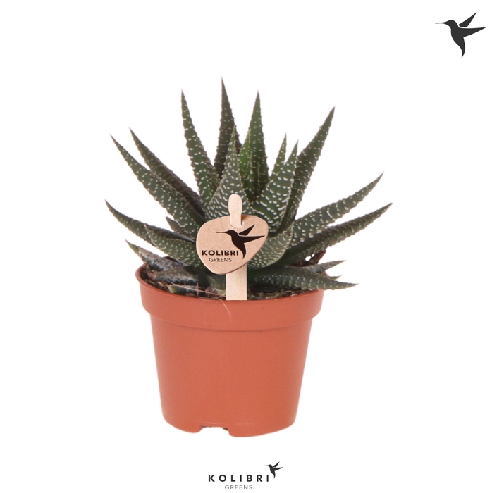 <h4>Kolibri Greens Succulenten Haworthia Universe</h4>