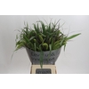 Grasses mix in bucket