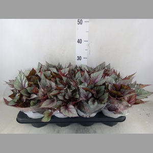 Begonia BD 'Beleaf Maori Haze'
