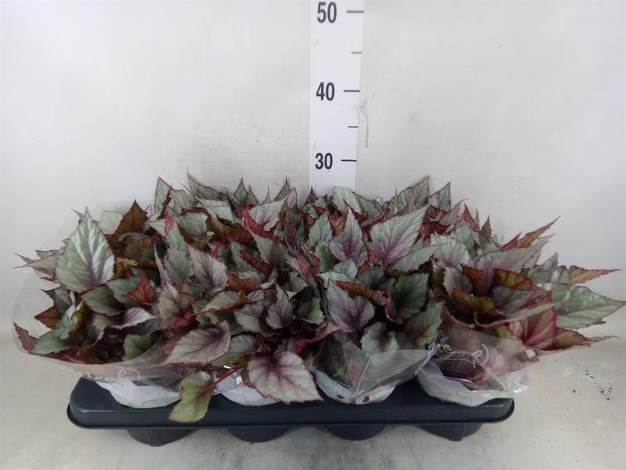 <h4>Begonia BD 'Beleaf Maori Haze'</h4>