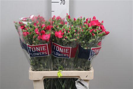 <h4>Di Te Solomio Imre</h4>