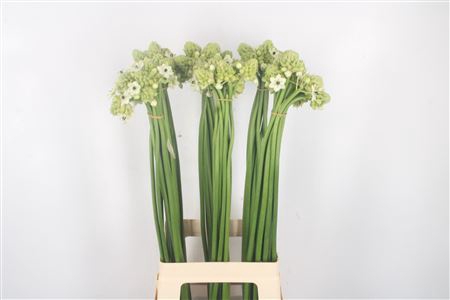 <h4>Ornithogalum Saundersiae White</h4>