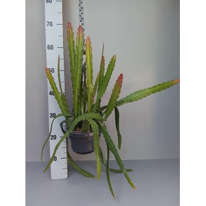 Epiphyllum
